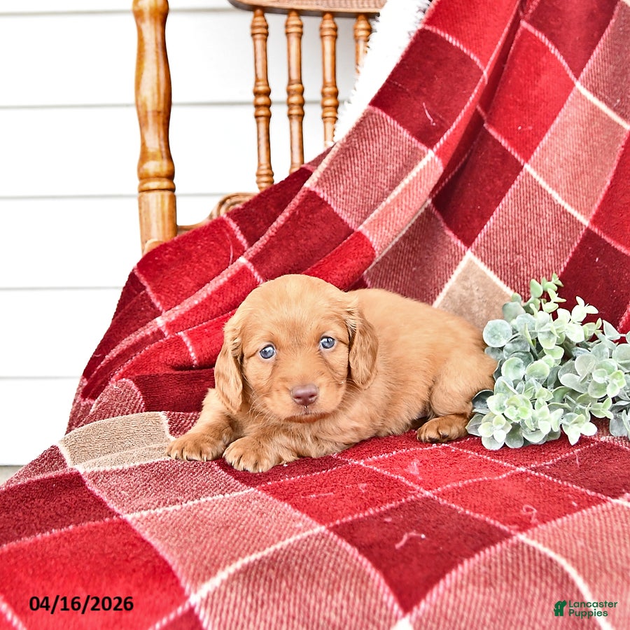 Miniature Dachshund dogs Cooper - Ad 2