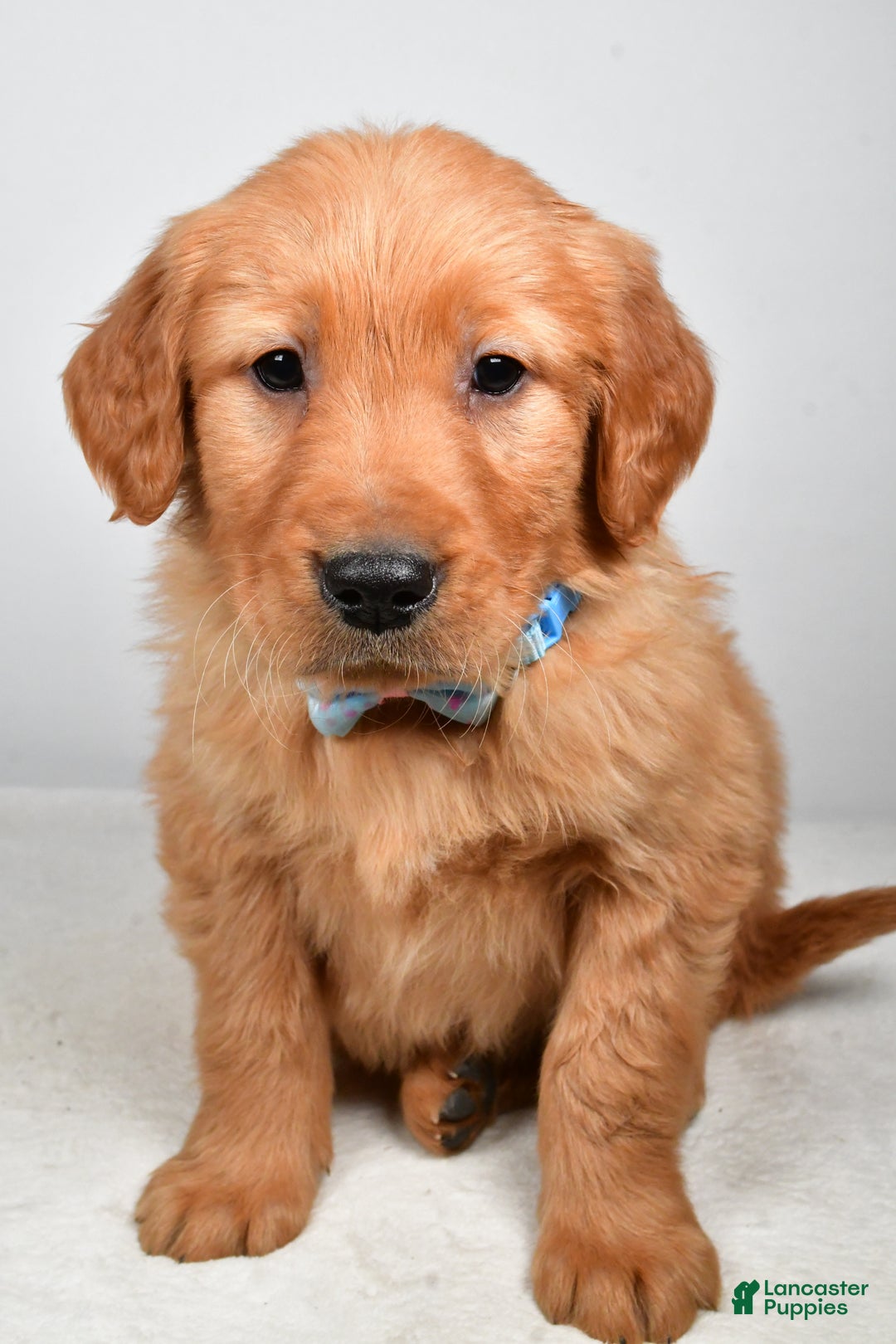 Golden Retriever dogs for sale: King - Ad 5