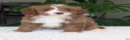 Cavapoo dogs for sale: Joey - Ad 17