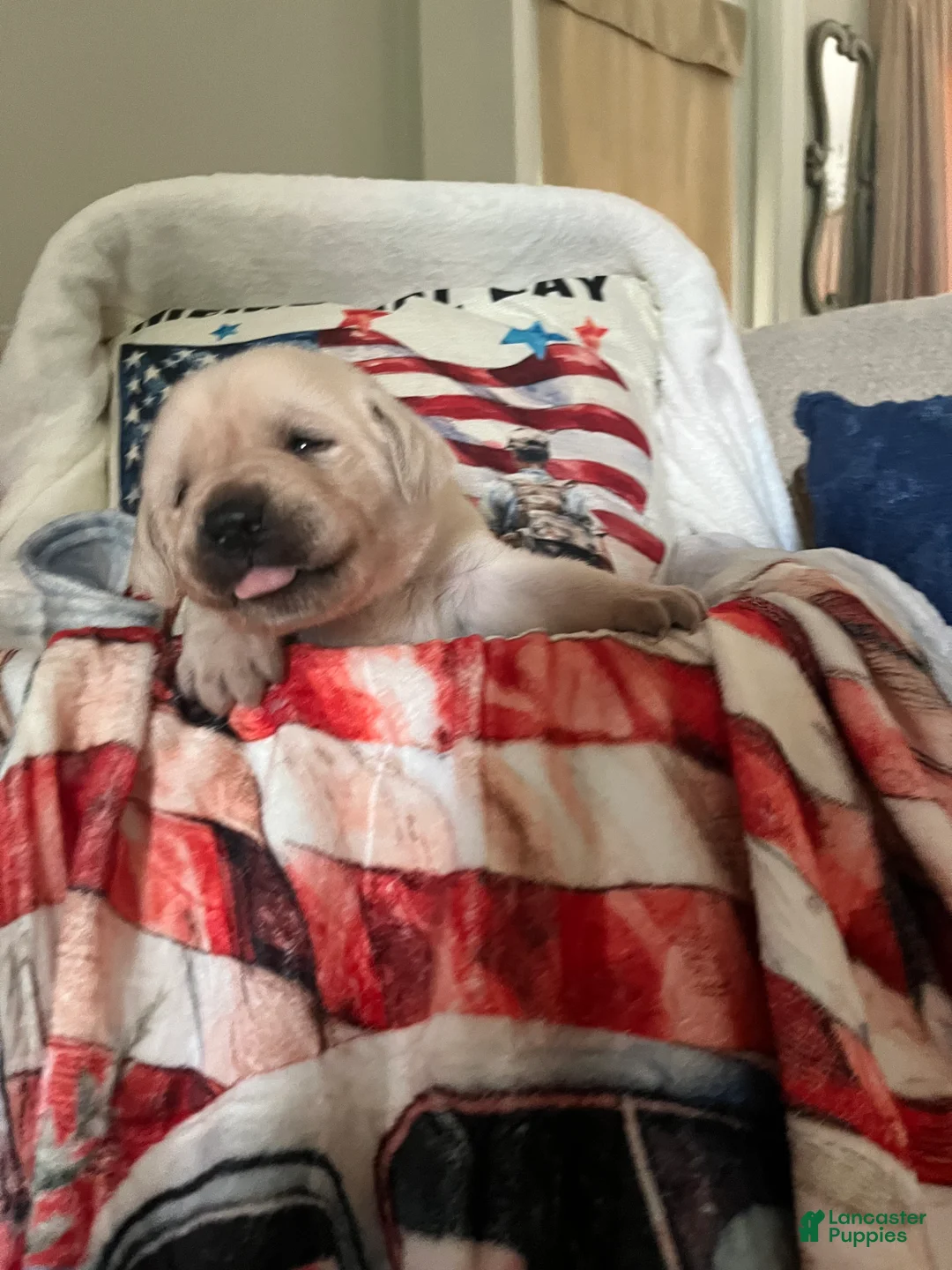 Labrador Retriever dogs for sale: Sheriff - Ad 1