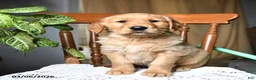 Golden Retriever dogs for sale: Crackers - Ad 4