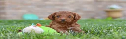 Mini Goldendoodle dogs for sale: Elin - Ad 2