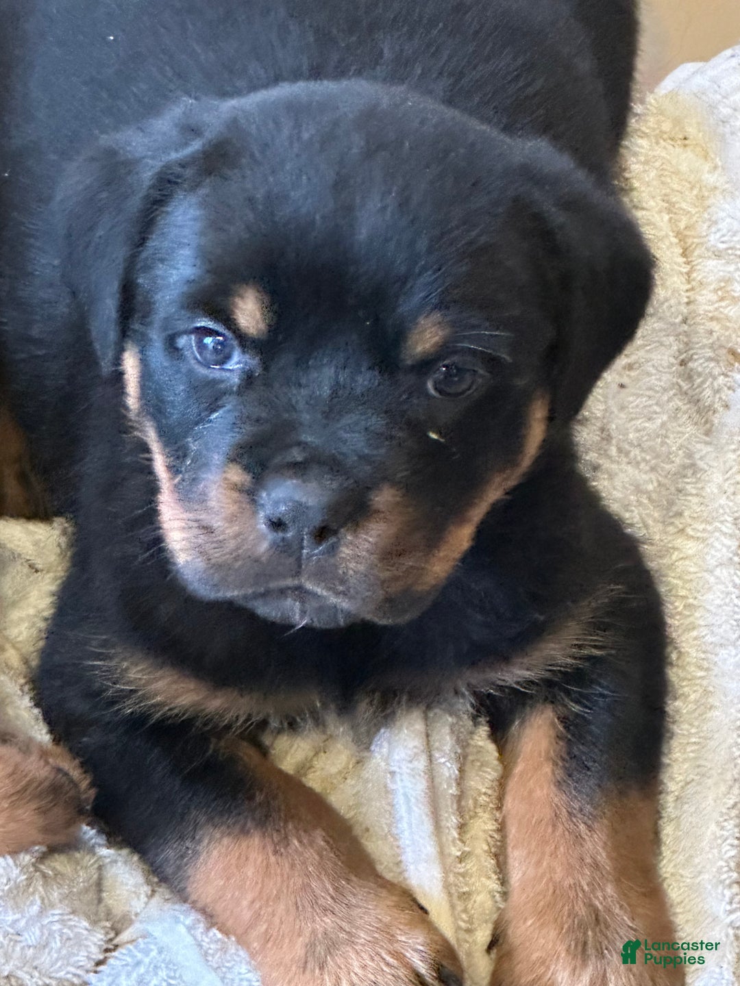 Rottweiler dogs for sale: Rottweiler Puppy 1 - Ad 1