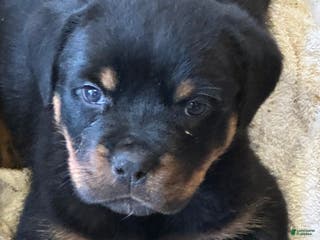 Rottweiler dogs Rottweiler Puppy 1 - Ad 18