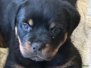 Rottweiler dogs Rottweiler Puppy 1 - Ad 20