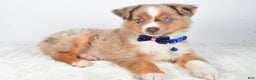 Miniature Australian Shepherd dogs for sale: Patrick - Ad 9