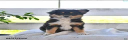 Mixed Breed dogs for sale: Carrie - Ad 2