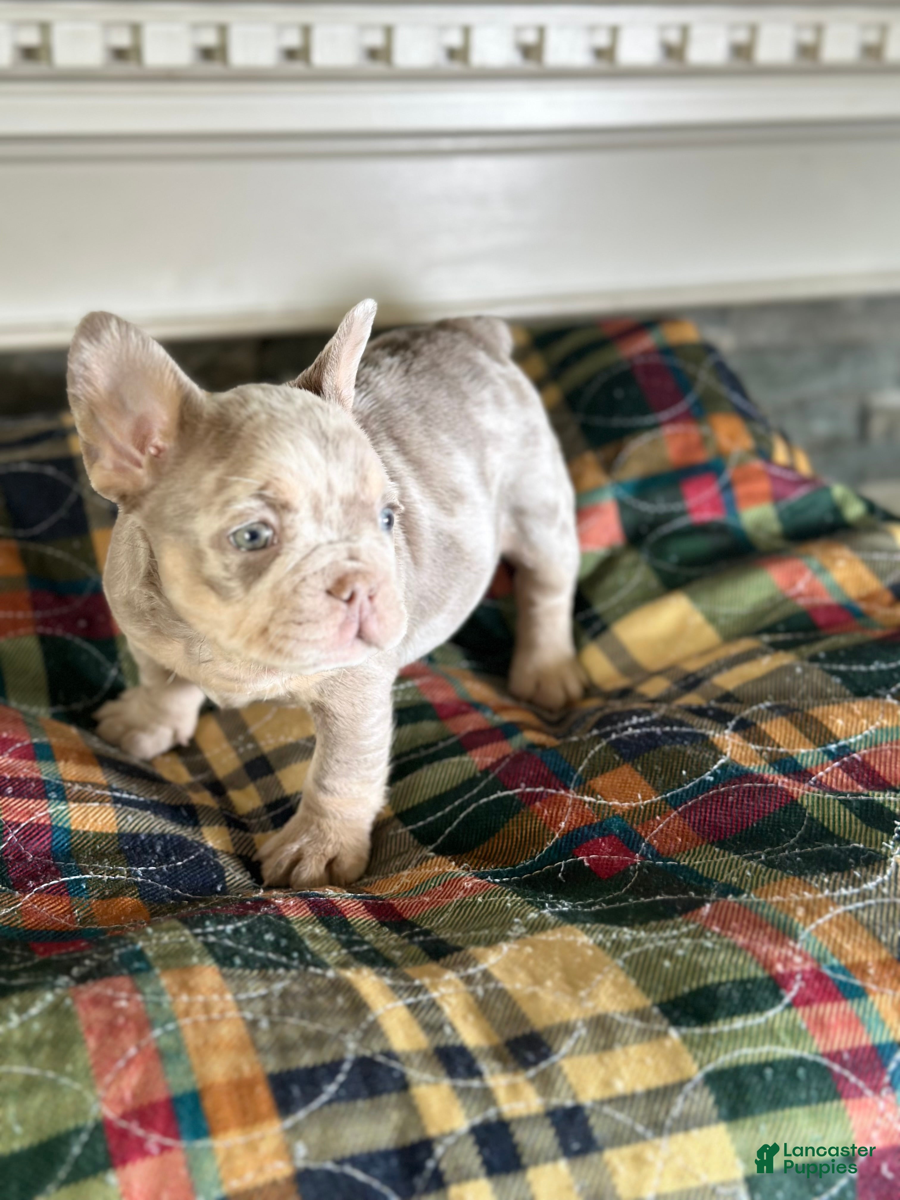 French Bulldog dogs French Bulldog 3 - Ad 2