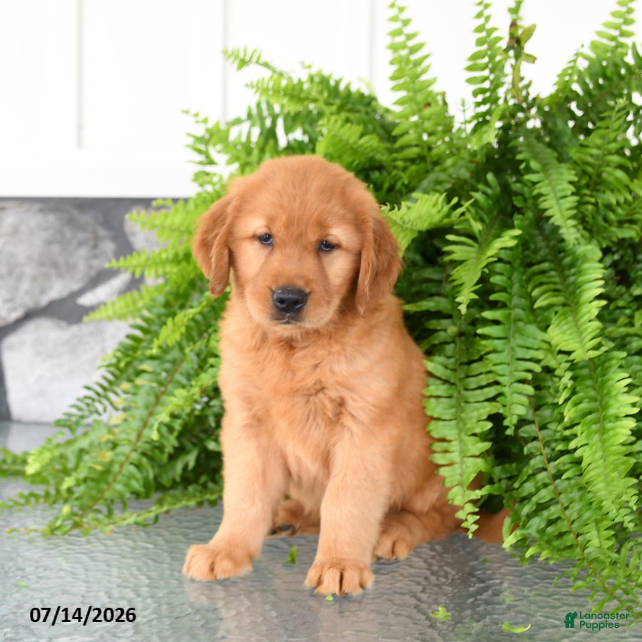 Golden Retriever dogs Nilla - Ad 2