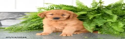 Golden Retriever dogs for sale: Nilla - Ad 2