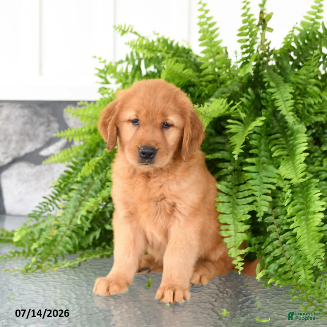 Golden Retriever dogs for sale: Nilla - Ad 2