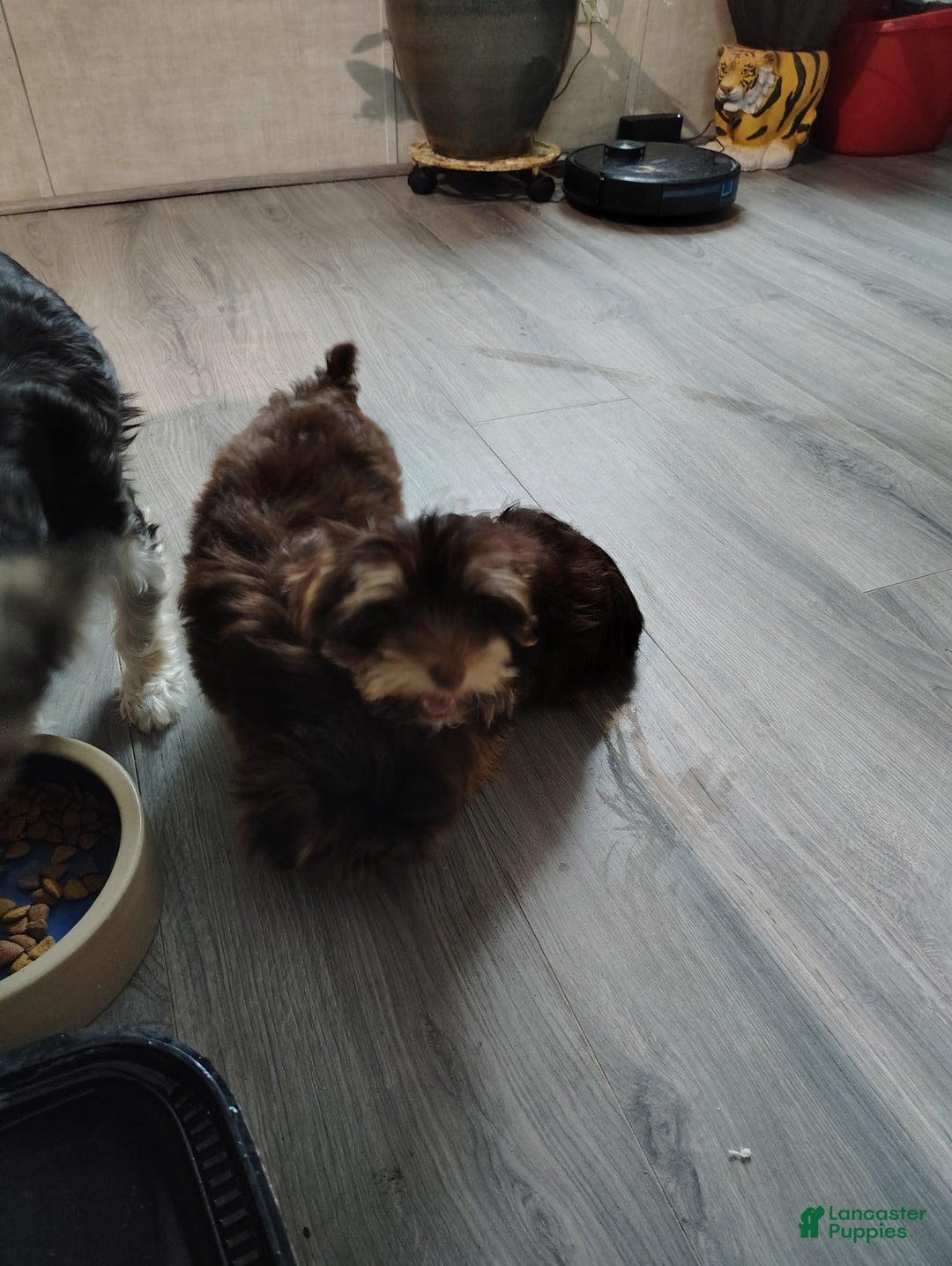 Yorkshire Terrier dogs for sale: Yorkshire Terrier Puppy 2 - Ad 2