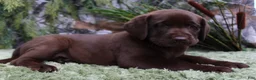 Labrador Retriever dogs for sale: Rattler - Ad 5