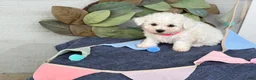 Bichon Frise dogs for sale: Eden - Ad 3