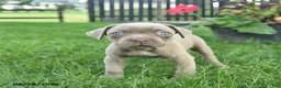 Cane Corso dogs for sale: Daisy  - Ad 3