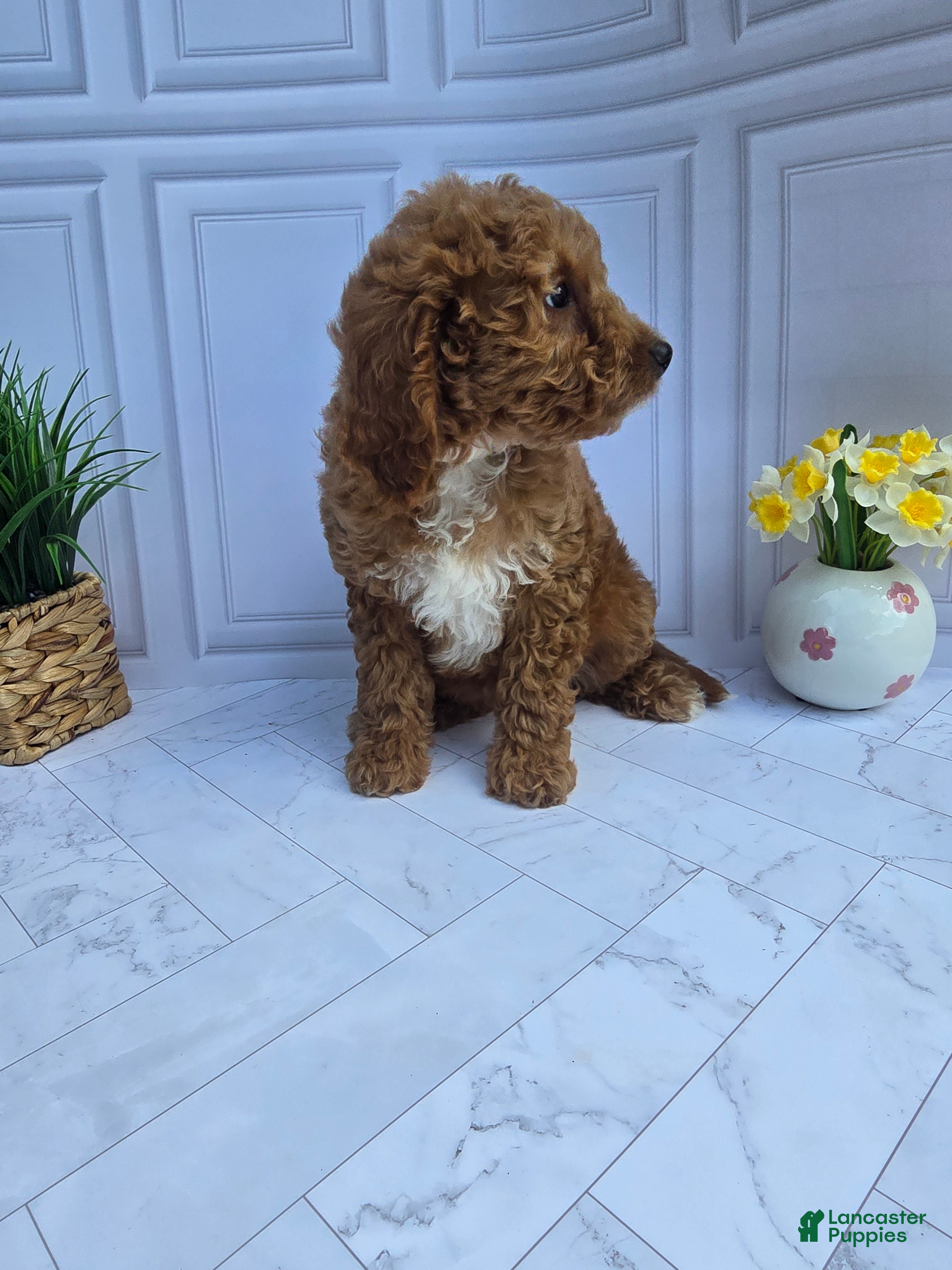 Mini Goldendoodle dogs Mini Goldendoodle 6 - Ad 2