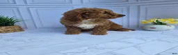 Mini Goldendoodle dogs for sale: Mini Goldendoodle 6 - Ad 2