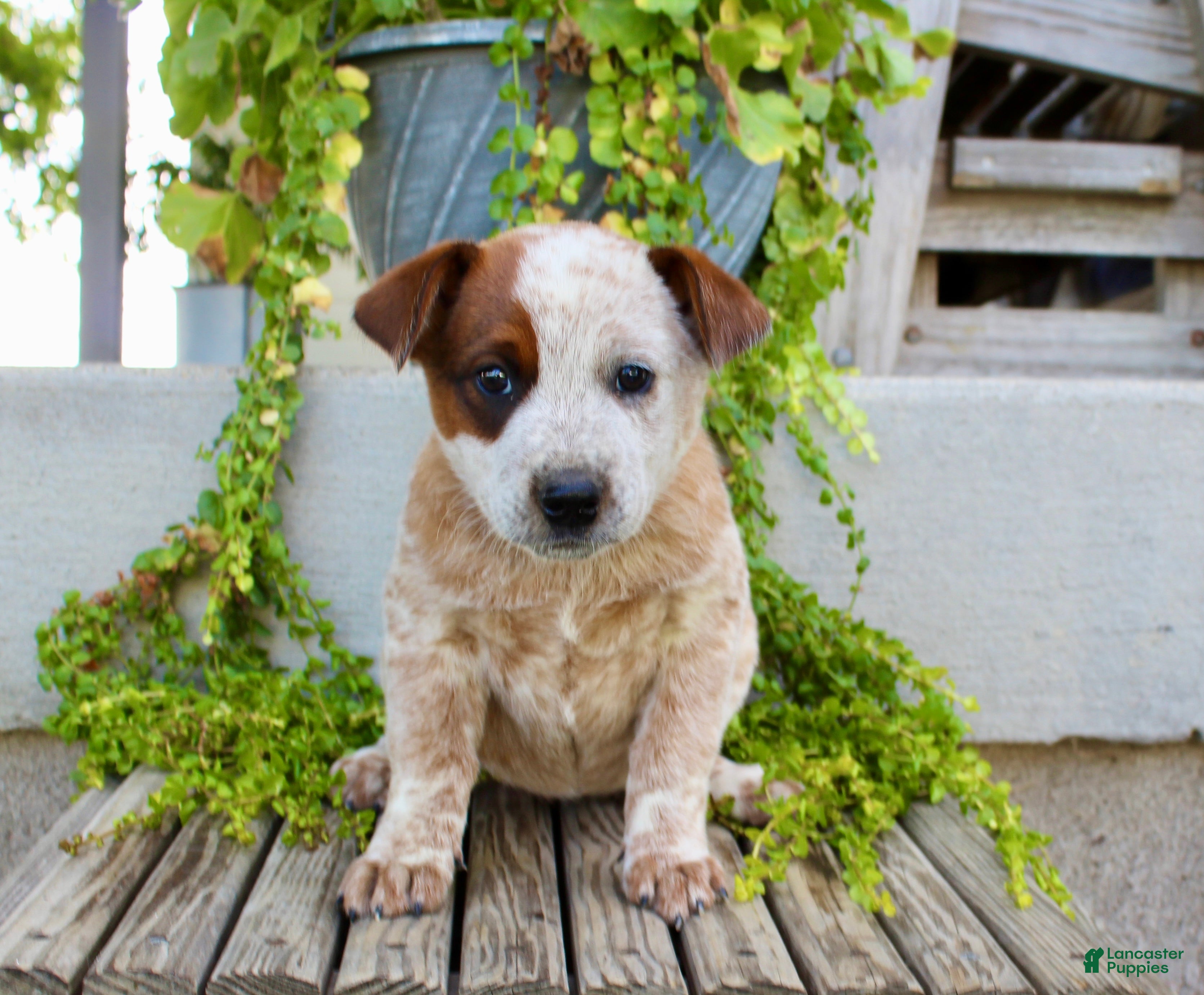 Australian Cattle Dog dogs Addy - Ad 1