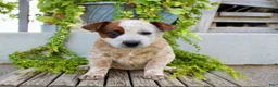 Australian Cattle Dog dogs for sale: Ajax - Ad 1