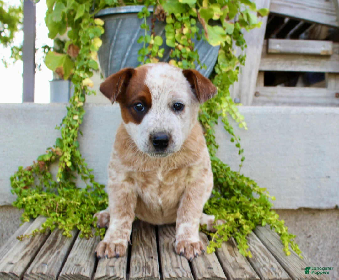 Australian Cattle Dog dogs for sale: Ajax - Ad 1