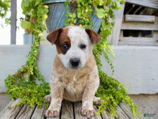 Australian Cattle Dog dogs Ajax - Ad 8