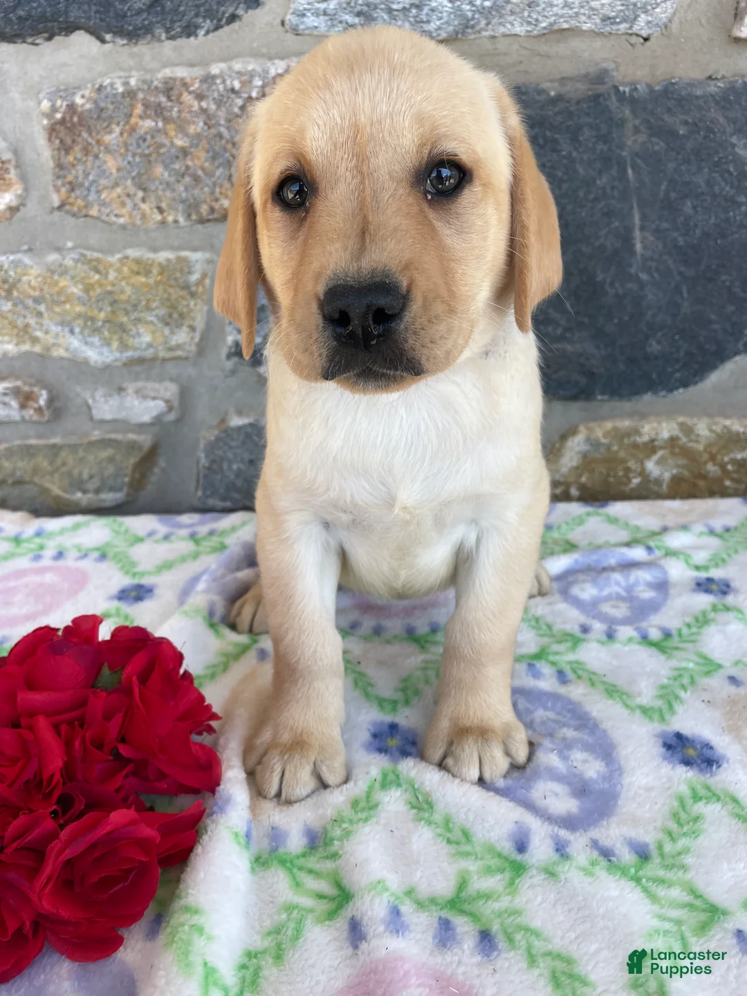 Labrador Retriever dogs for sale: Luna - Ad 2