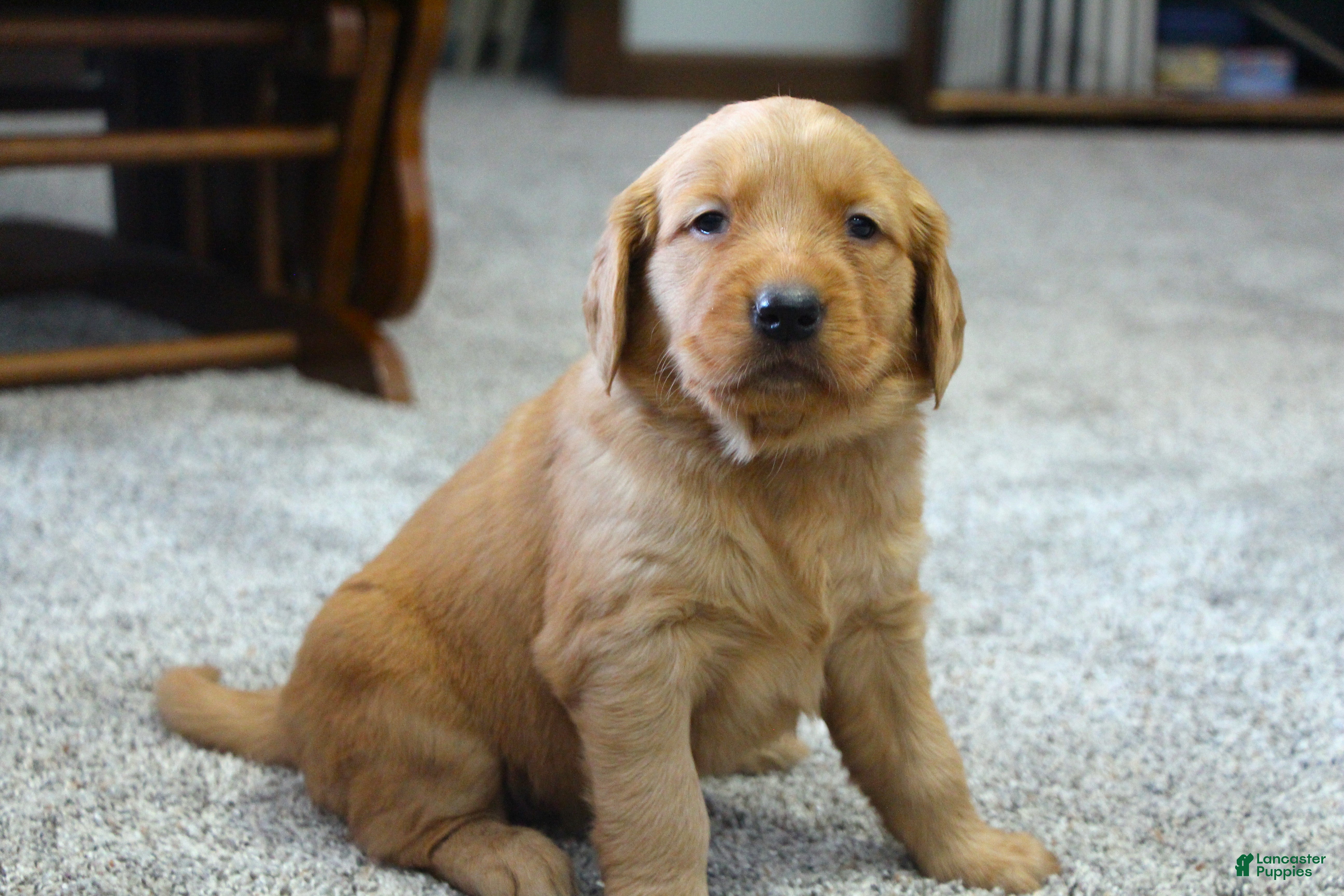 Golden Retriever dogs Raven - Ad 14