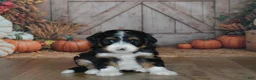 Mini Bernedoodle dogs for sale: Heidi - Ad 3