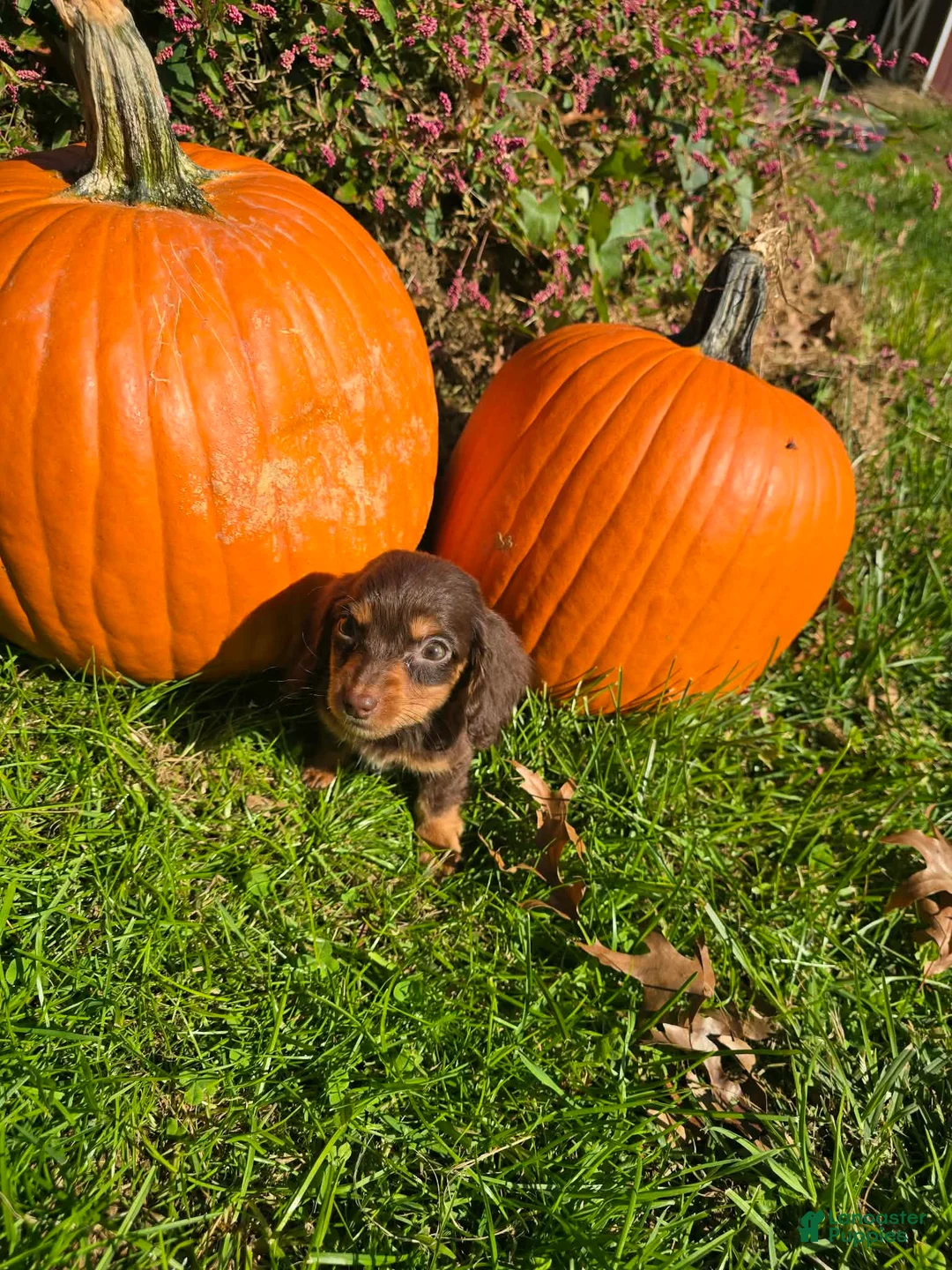 Miniature Dachshund dogs for sale: Dusty - Ad 1