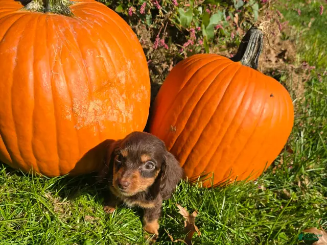 Miniature Dachshund dogs for sale: Dusty - Ad 17
