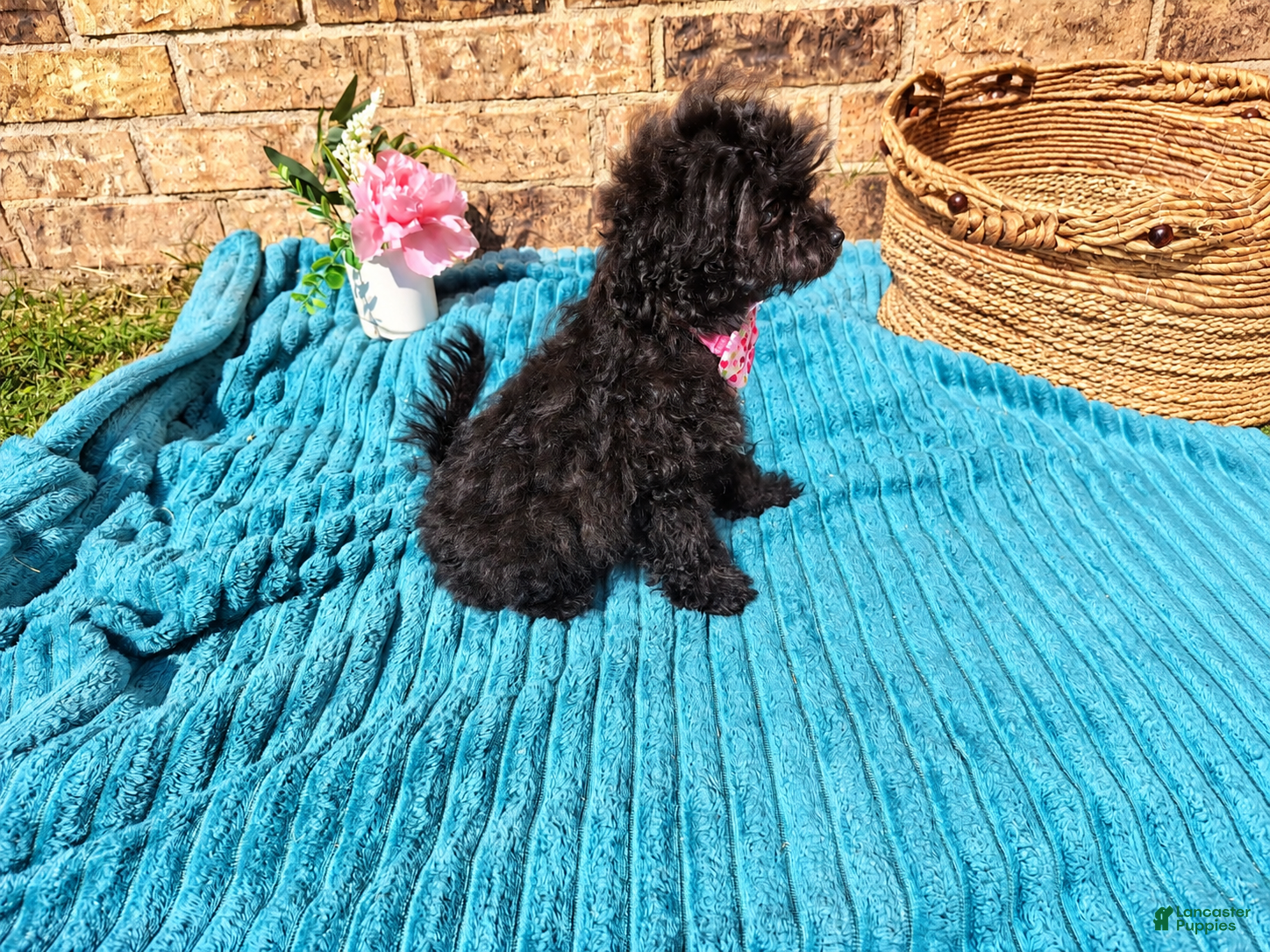 Maltipoo dogs for sale: Female 2 - Ad 2