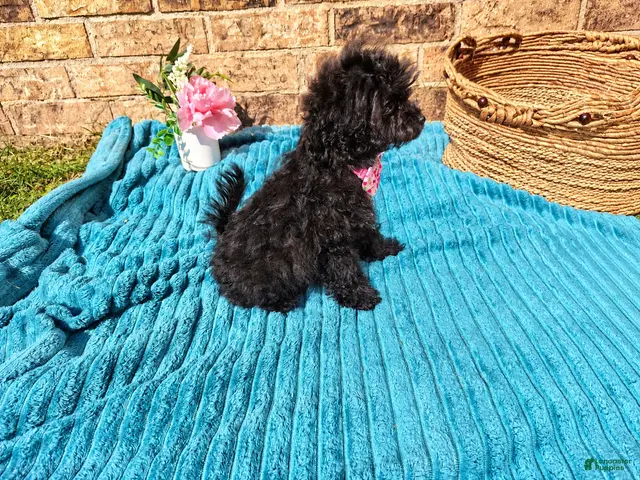Maltipoo dogs for sale: Female 2 - Ad 2