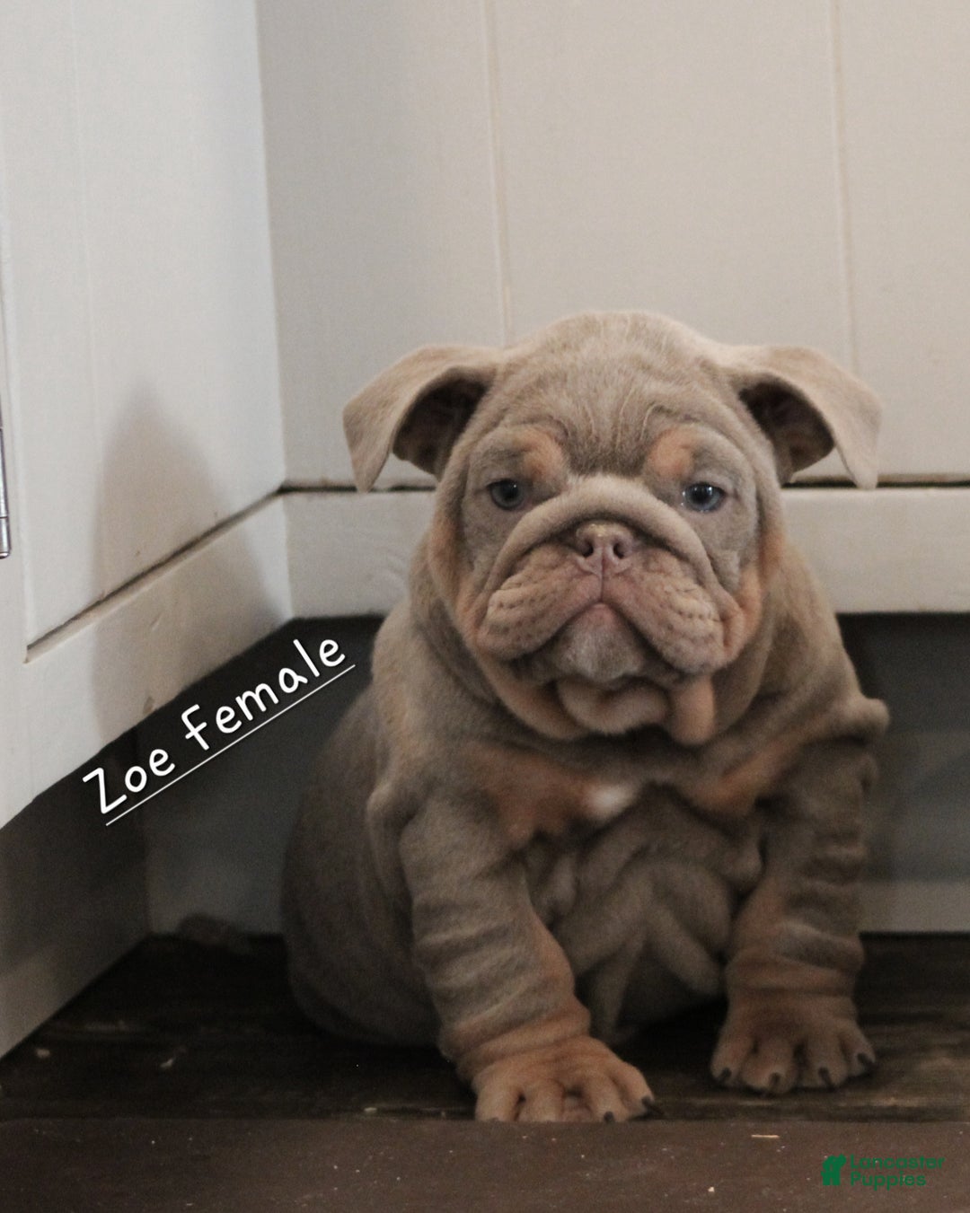 English Bulldog dogs for sale: English Bulldog Puppy 3 - Ad 4