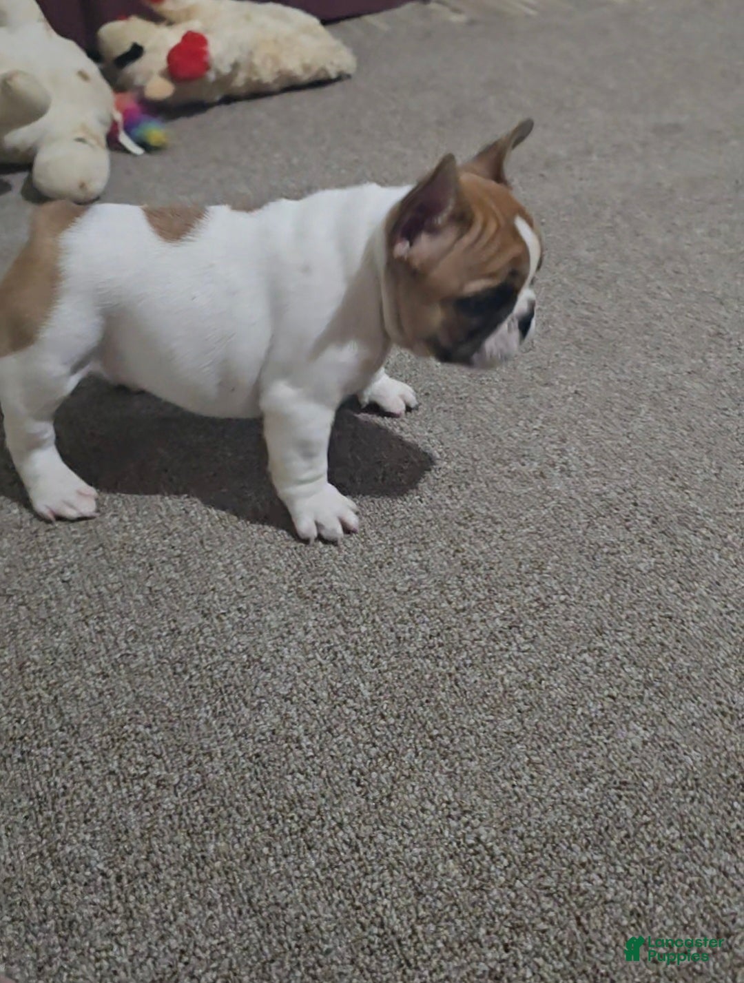 French Bulldog dogs for sale: French Bulldog Puppy 1 - Ad 2