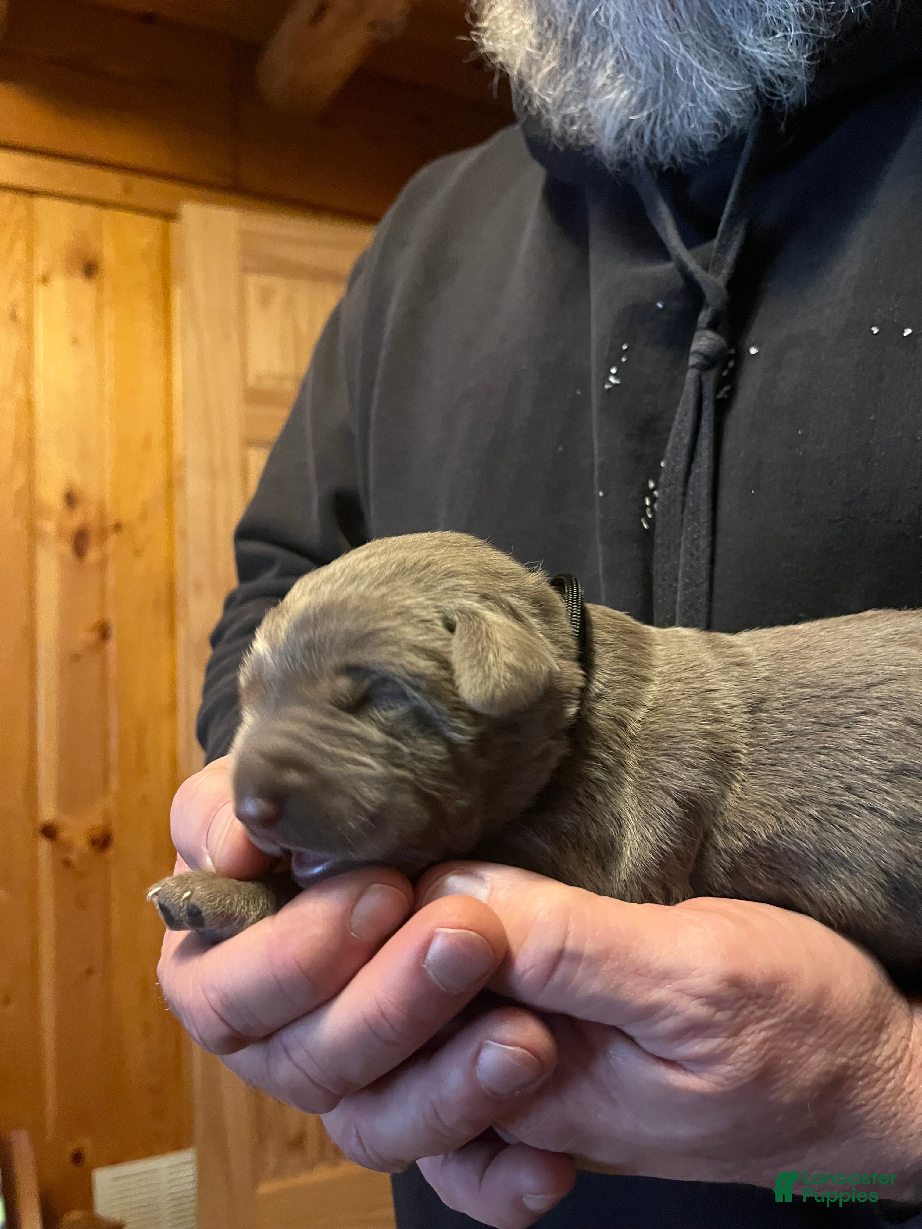 Labrador Retriever dogs Labrador Retriever Puppy 1 - Ad 34