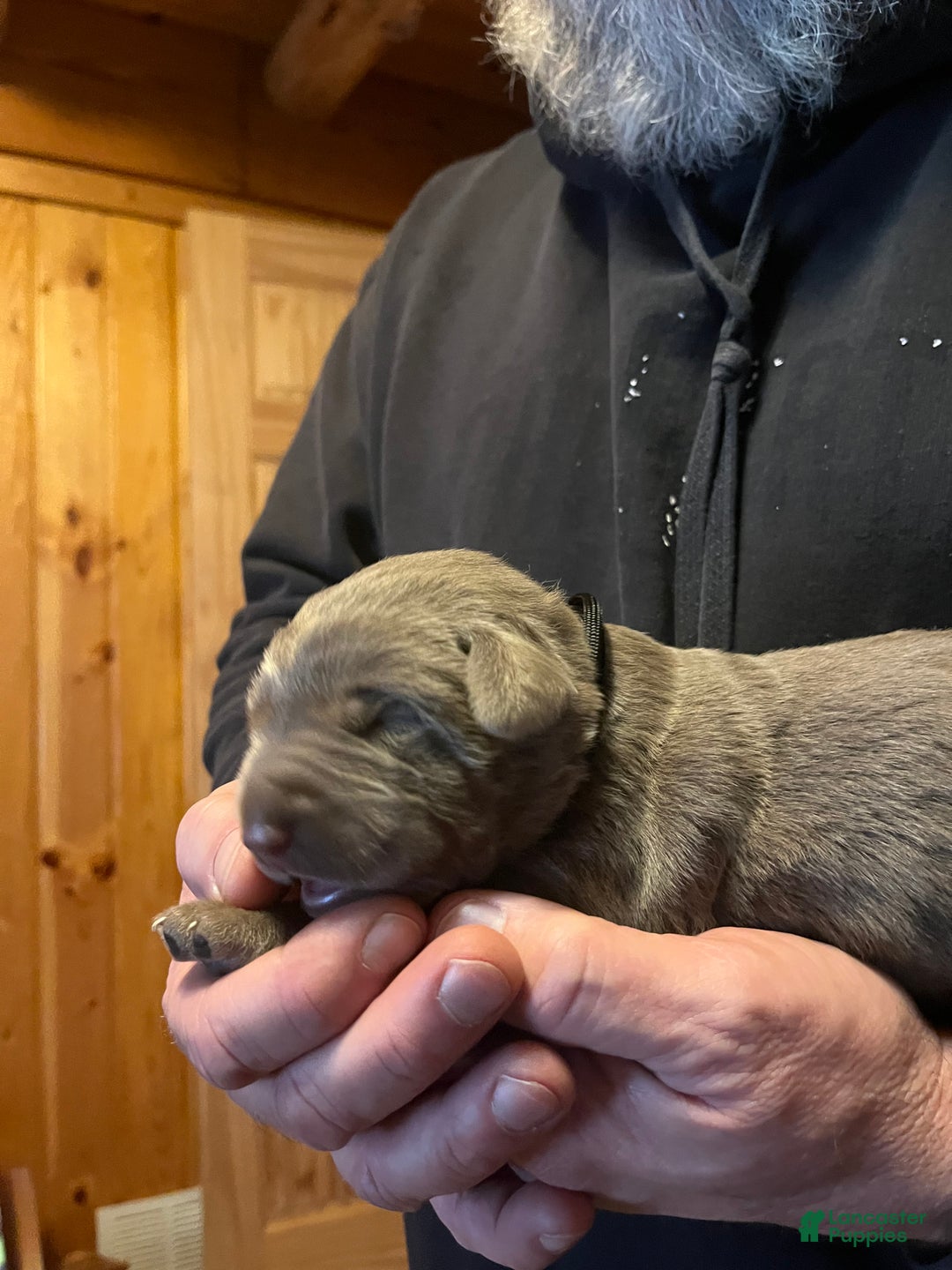 Labrador Retriever dogs for sale: Labrador Retriever Puppy 1 - Ad 1