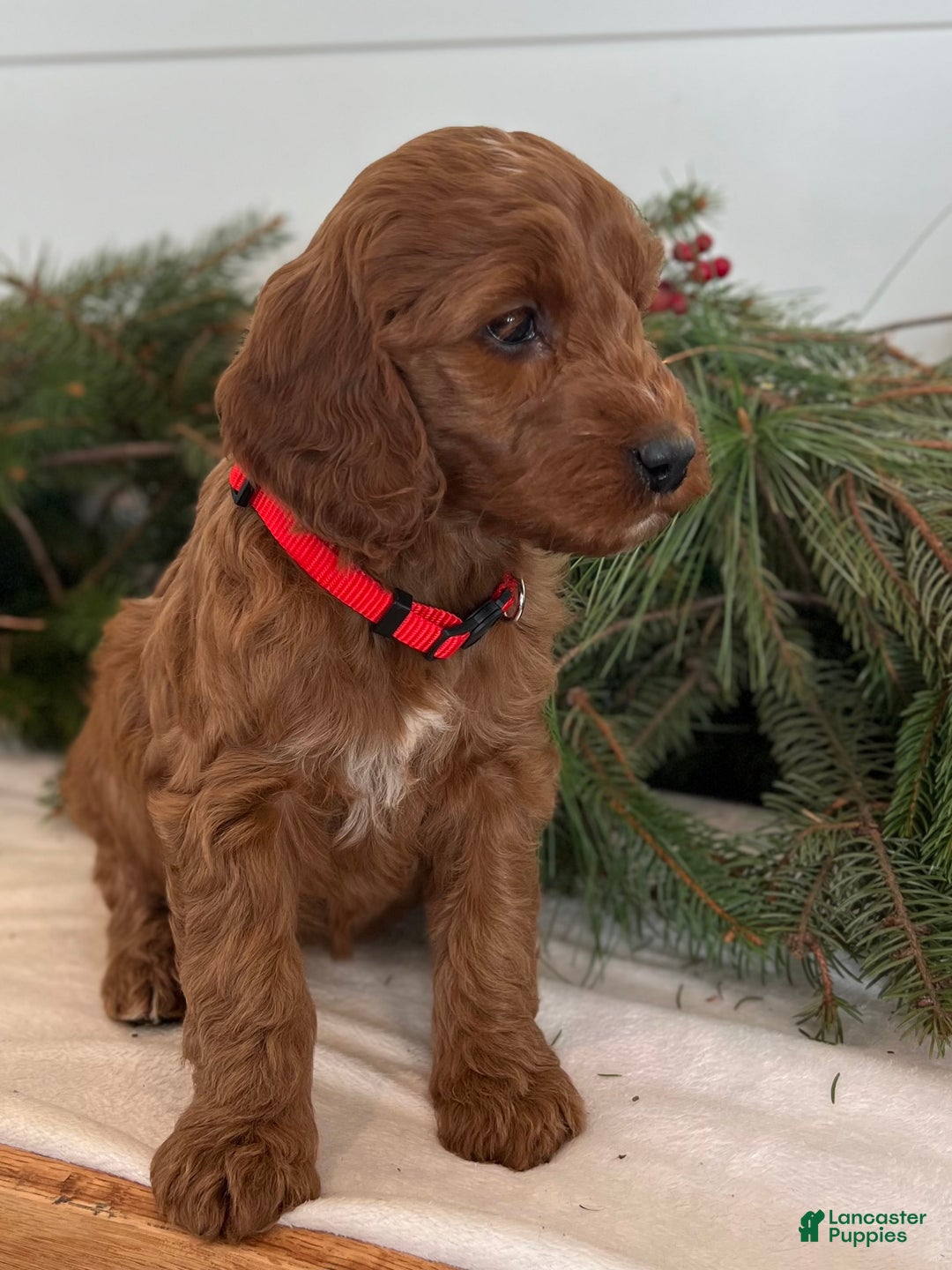 Irish Doodle dogs for sale: Maggie - Ad 3