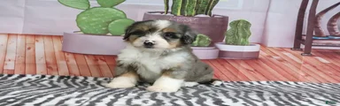 Stella