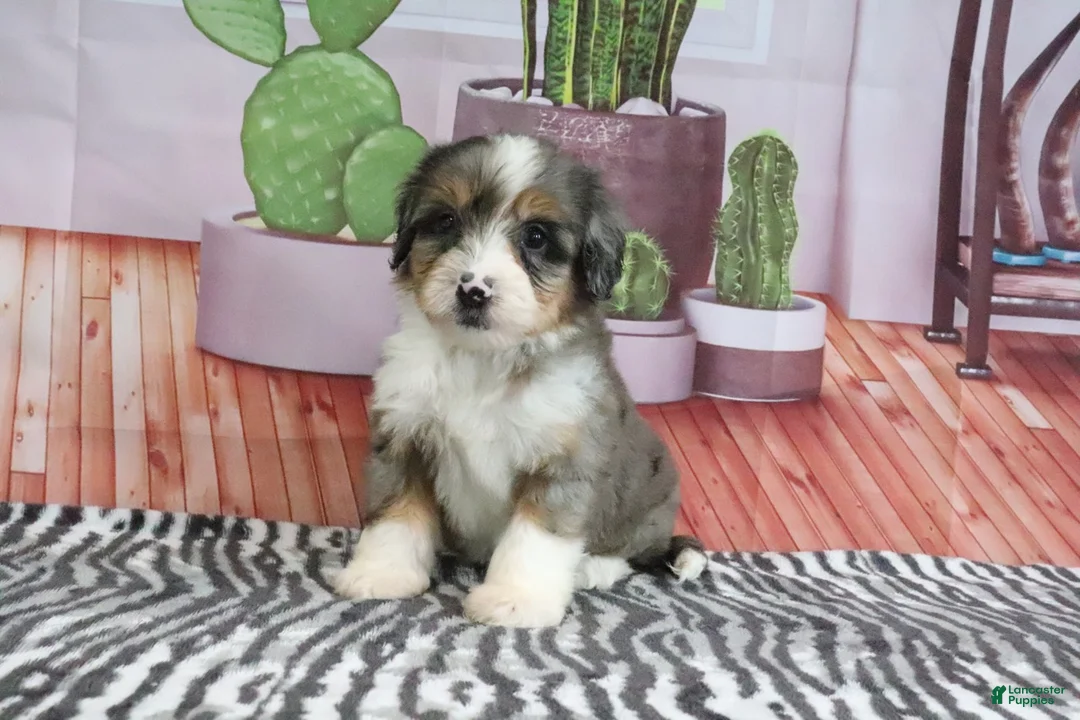Mini Bernedoodle dogs for sale: Stella - Ad 1