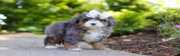 Mini Bernedoodle dogs for sale: Sadie - Ad 7