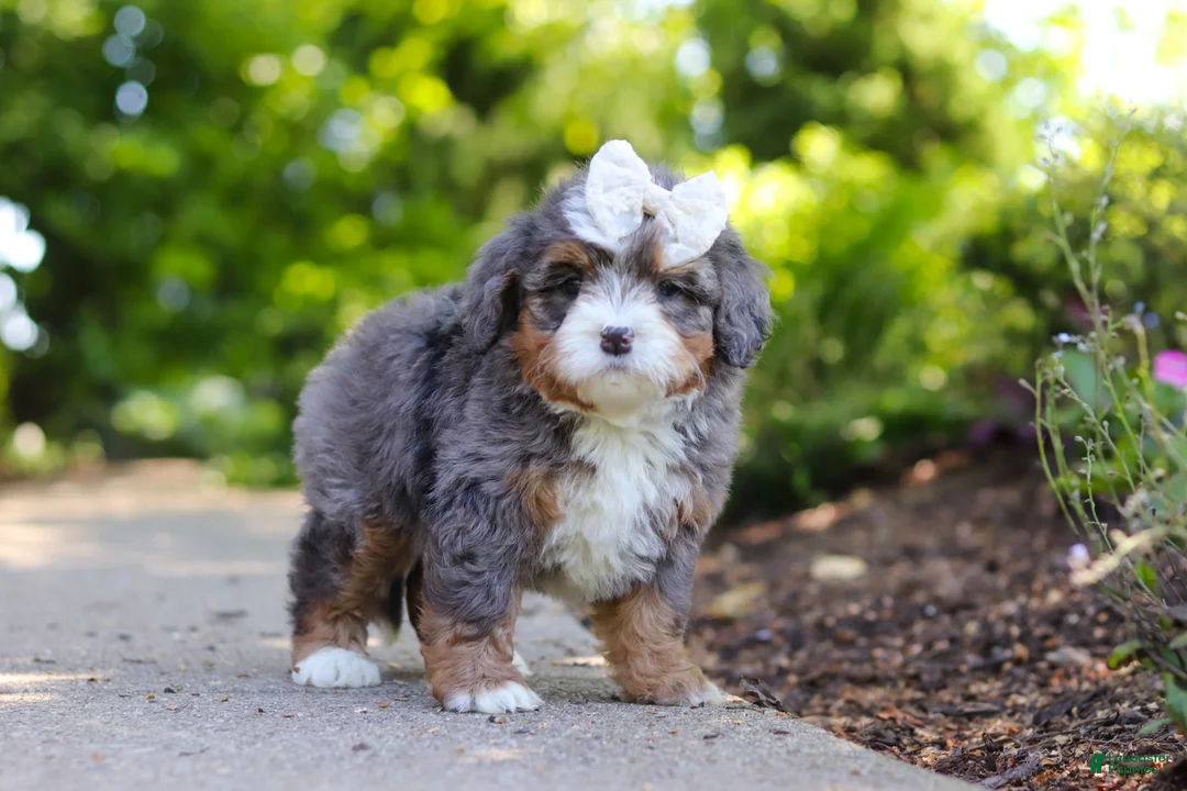 Mini Bernedoodle dogs for sale: Sadie - Ad 7