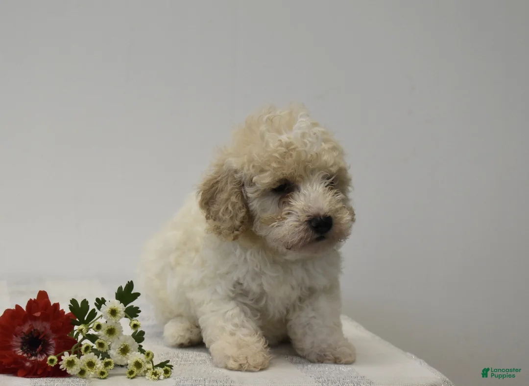 Miniature Poodle dogs for sale: Chase - Ad 3