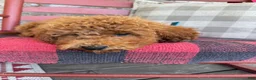 Mixed Breed dogs for sale: Jack - Ad 3