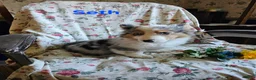 Welsh Corgi Pembroke dogs for sale: Seth - Ad 1
