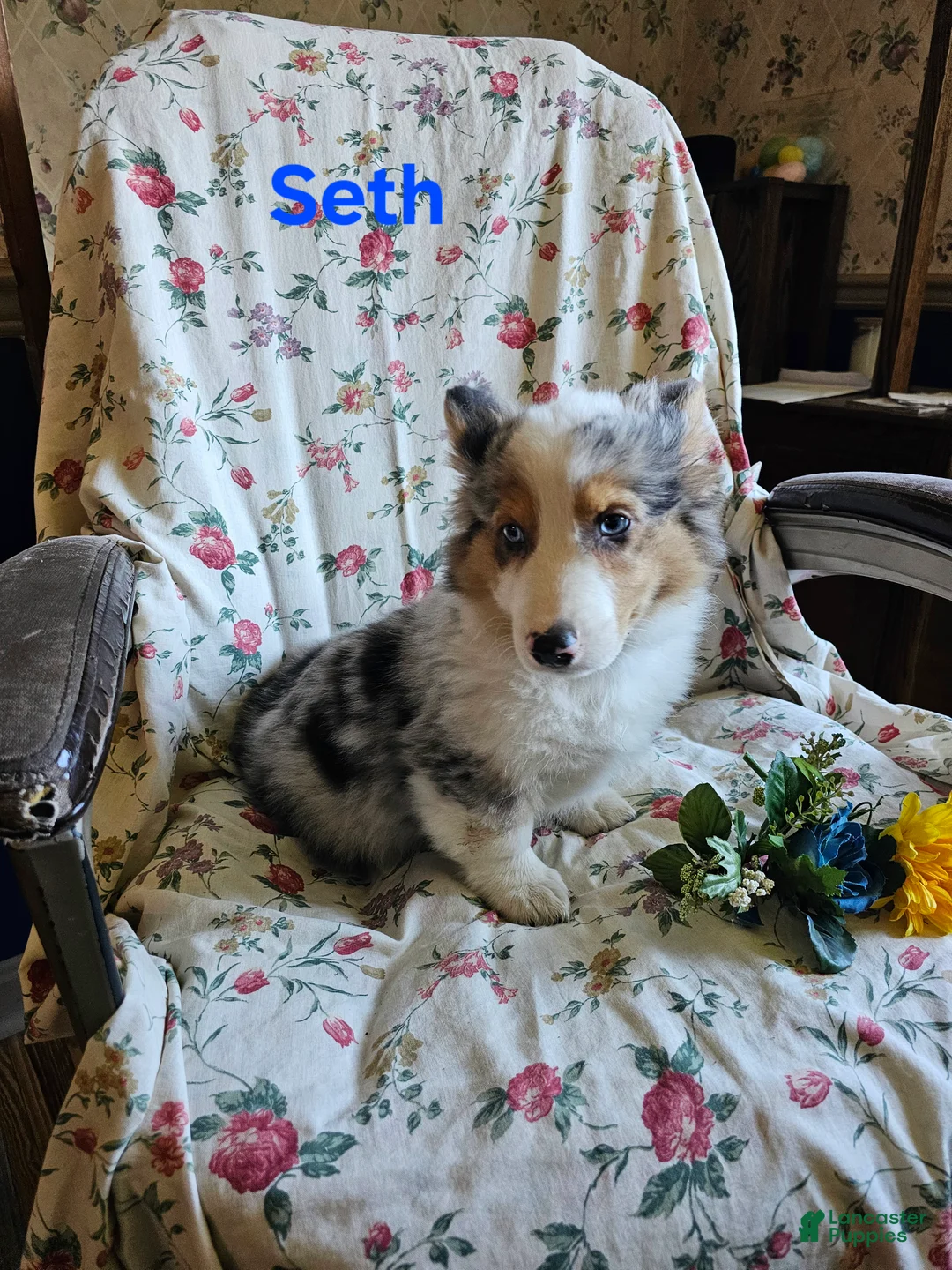 Welsh Corgi Pembroke dogs for sale: Seth - Ad 1