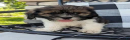Mixed Breed dogs for sale: Sandra - Ad 5