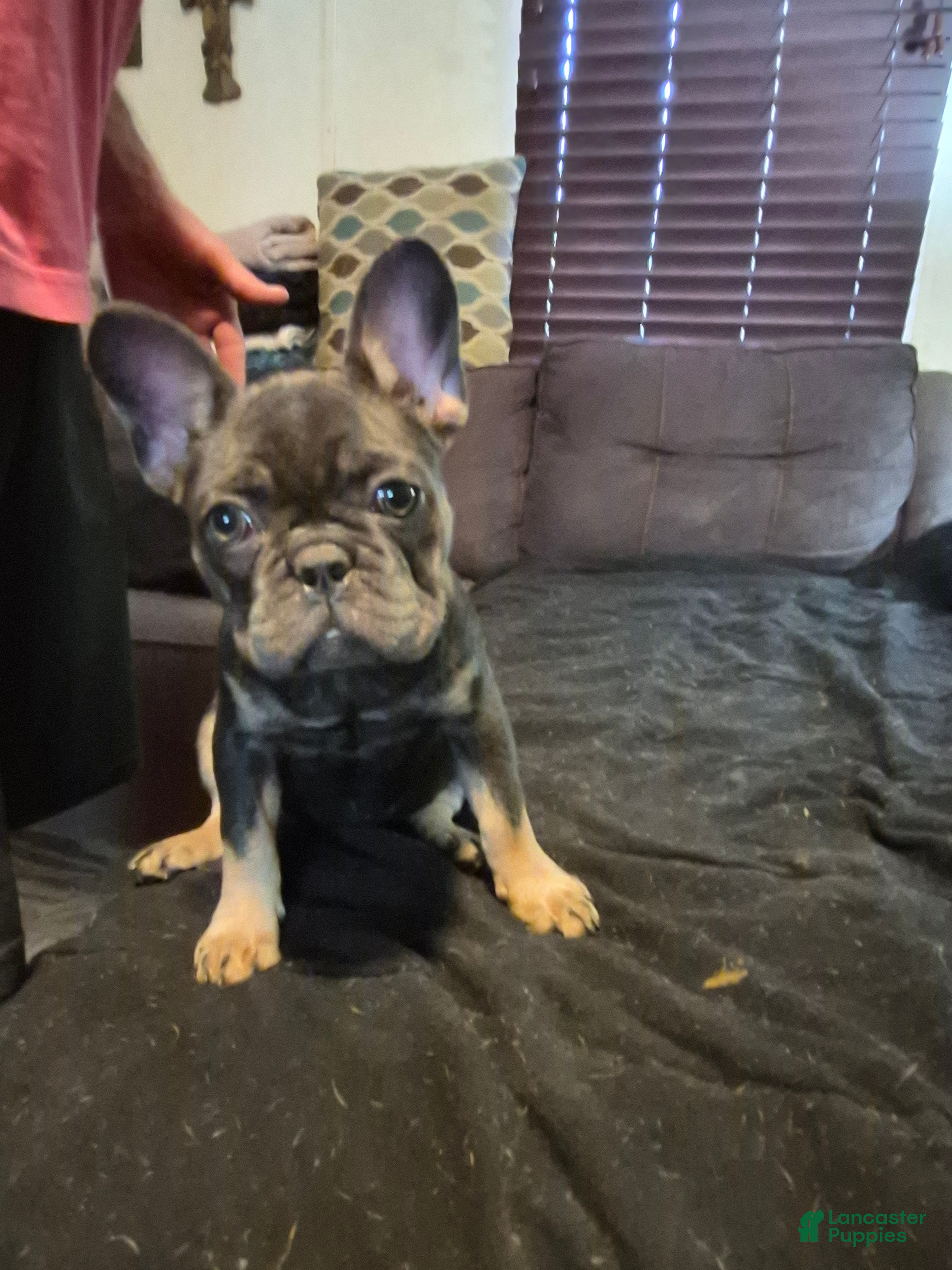 French Bulldog dogs Bebe Blue with Tan Points Fluffy Carrier - Ad 1