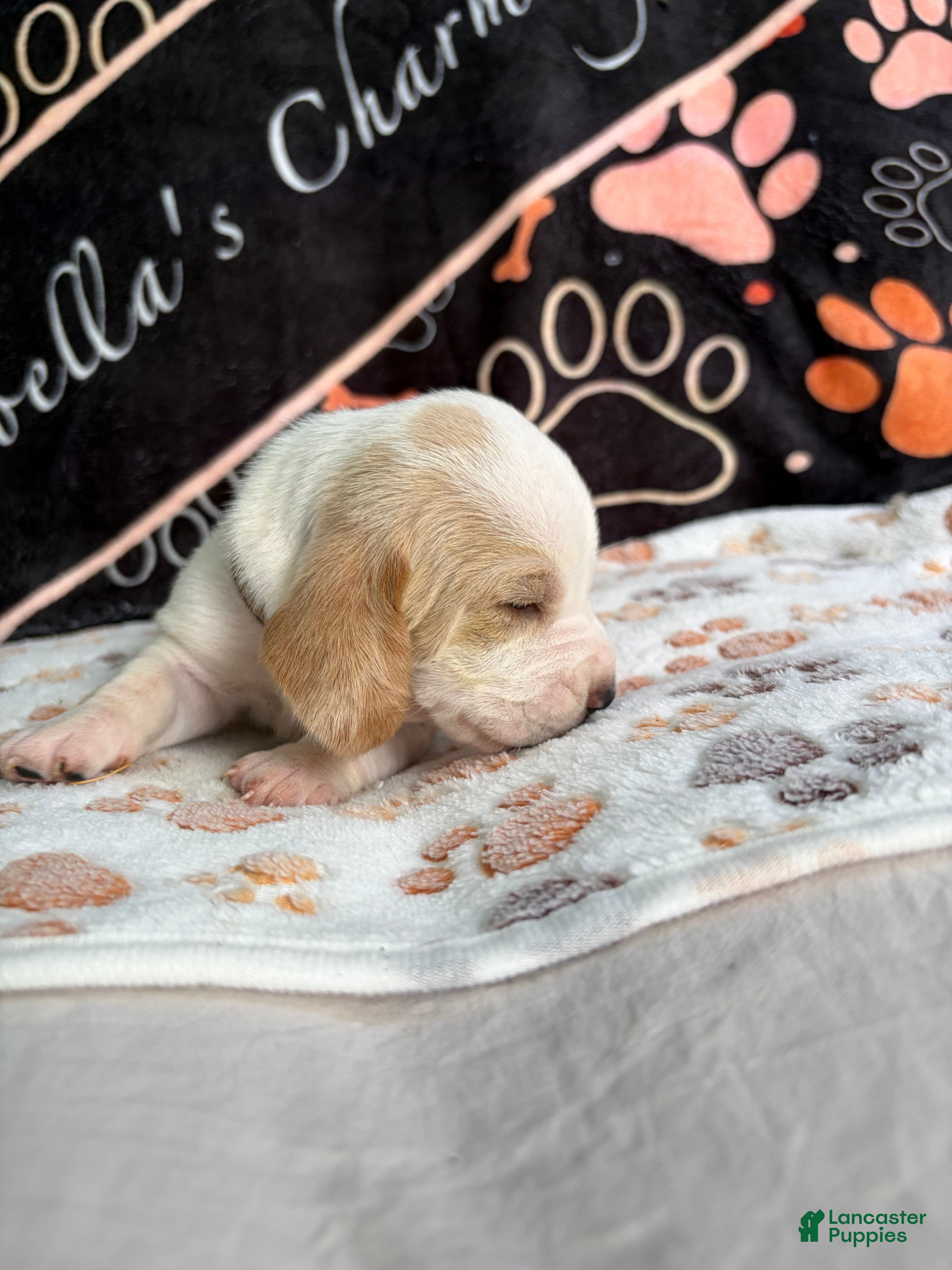Basset Hound dogs Basset Hound 4 - Ad 34