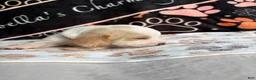 Basset Hound dogs for sale: Basset Hound 4 - Ad 1