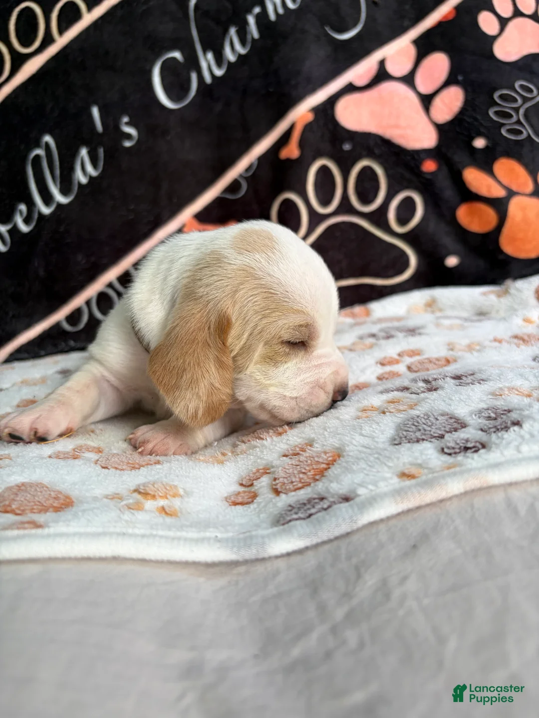 Basset Hound dogs for sale: Basset Hound 4 - Ad 1